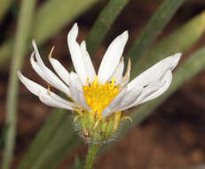 Image de Erigeron eatonii var. plantagineus (Greene) Cronq.