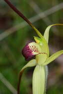 Caladenia flavovirens G. W. Carr的圖片