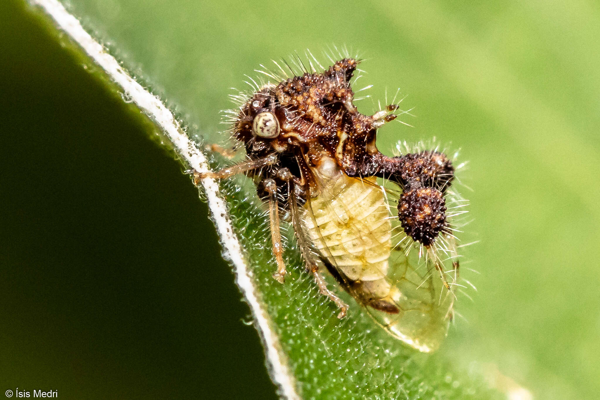 Image of Cyphonia claviger Fabricius