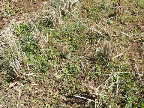 Image of Japanese nipplewort