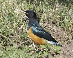 Image of Superb Starling