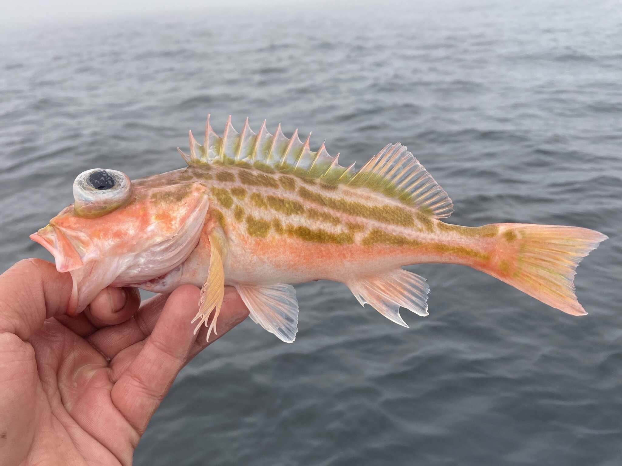 Image of Greenstriped rockfish