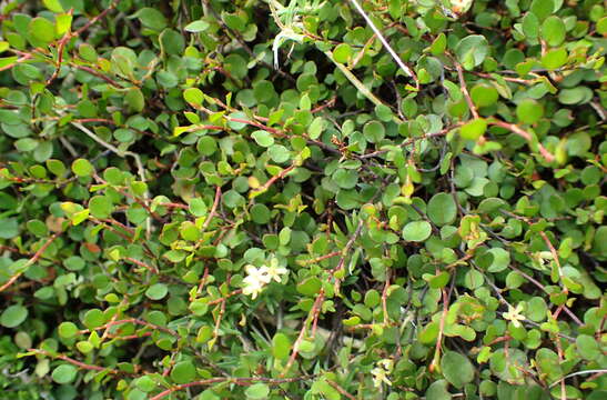 Image of sprawling wirevine