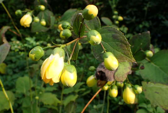 Image of Kirengeshoma palmata Yatabe