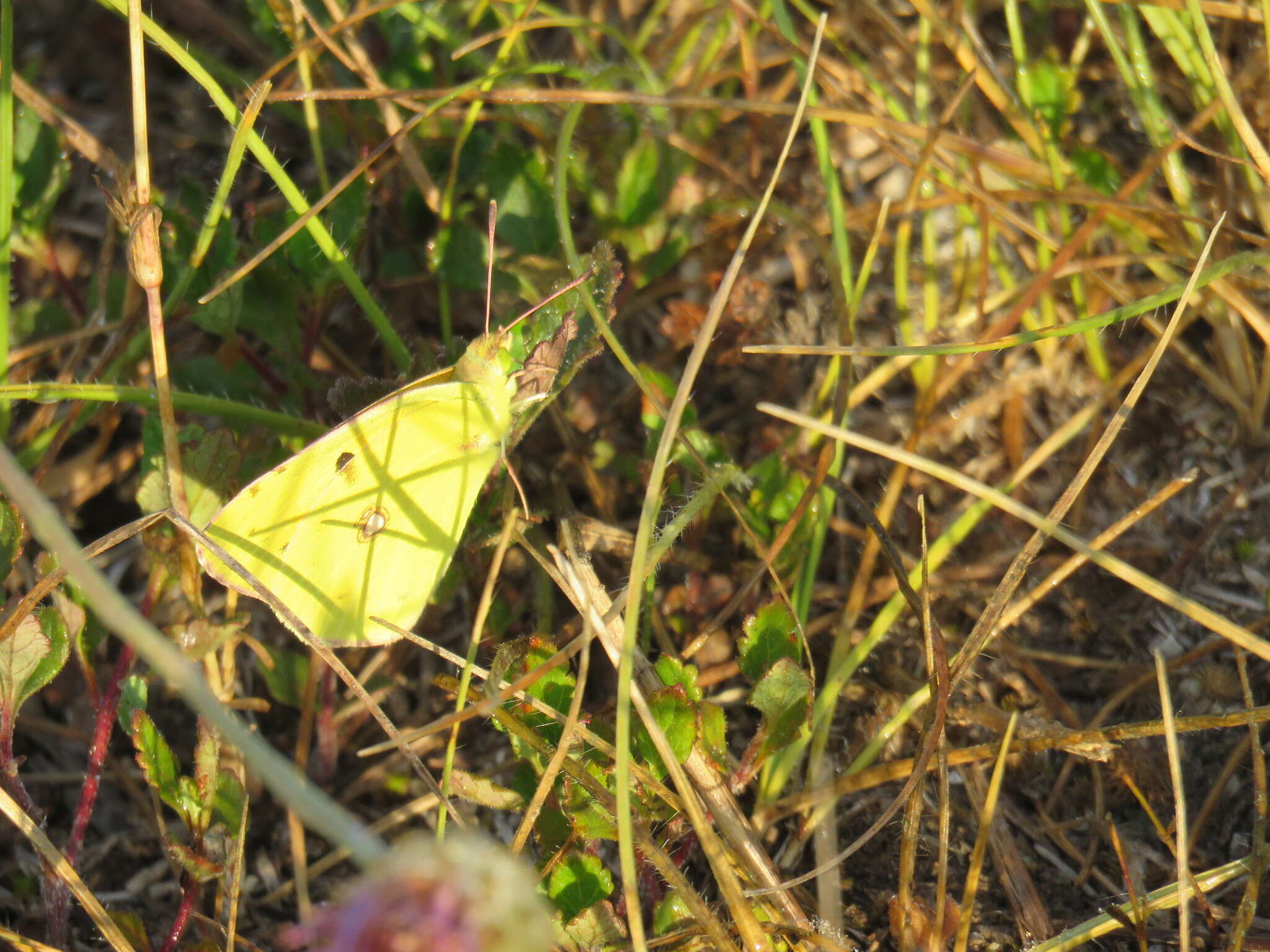 Image of clouded yellow