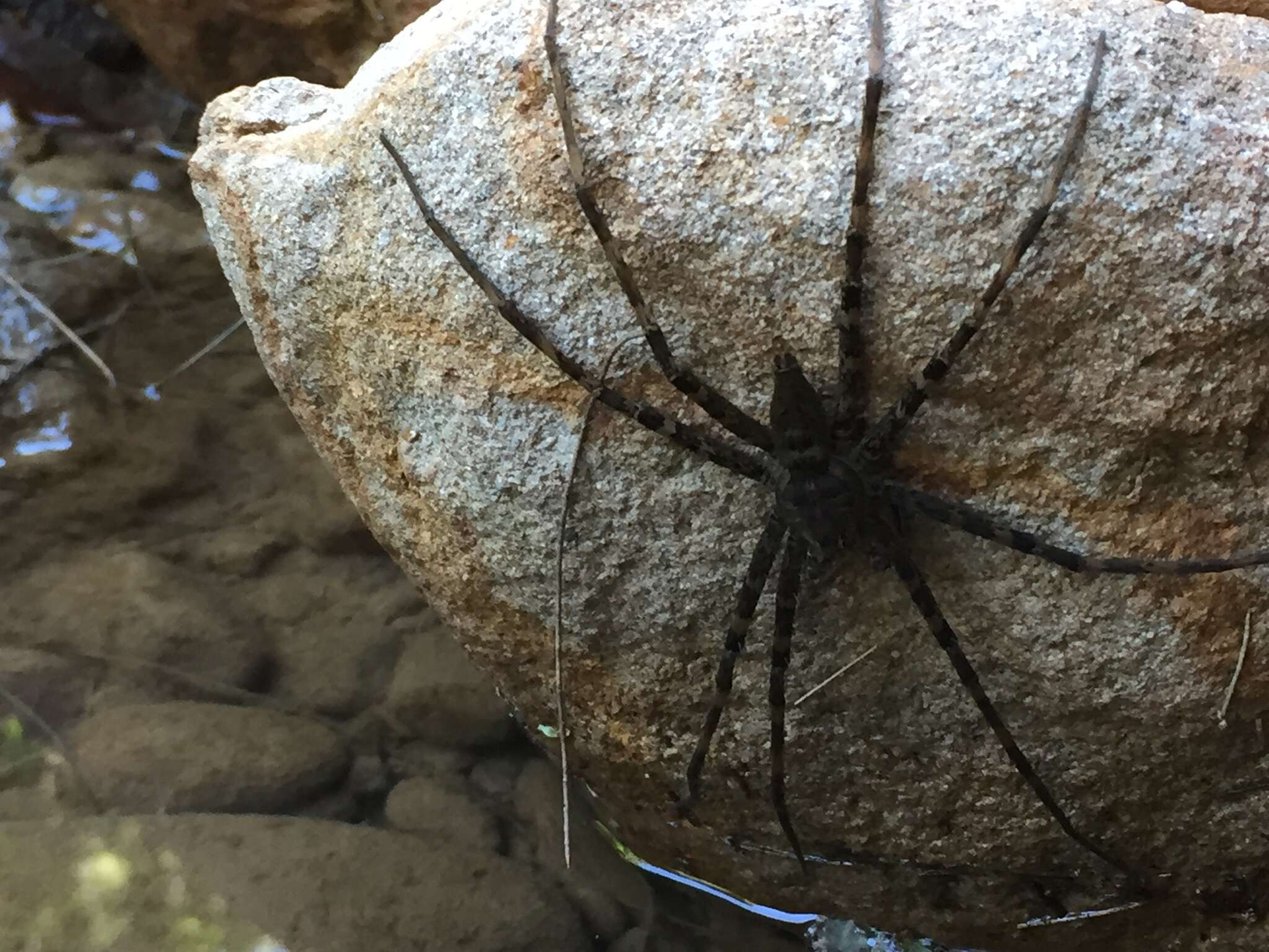 Image of Megadolomedes australianus (L. Koch 1865)