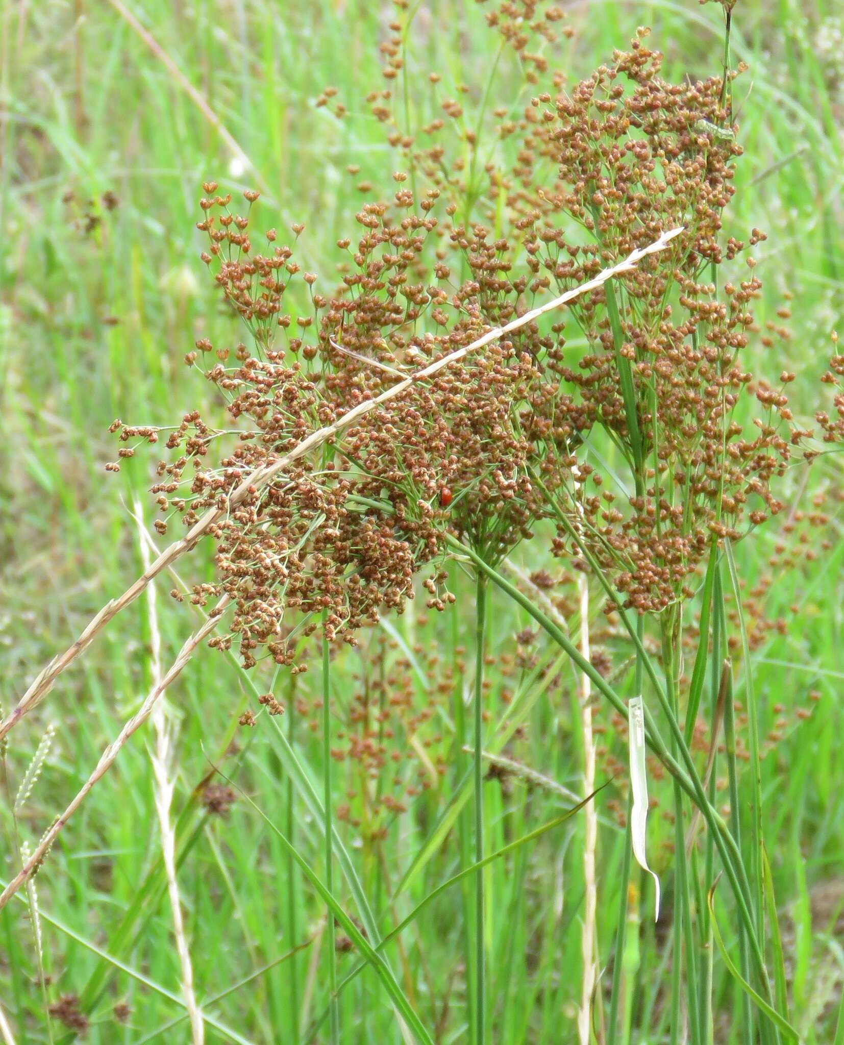 Слика од Juncus marginatus Rostk.