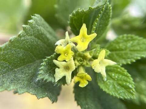 Image of Aloysia barbata (Brandegee) Moldenke