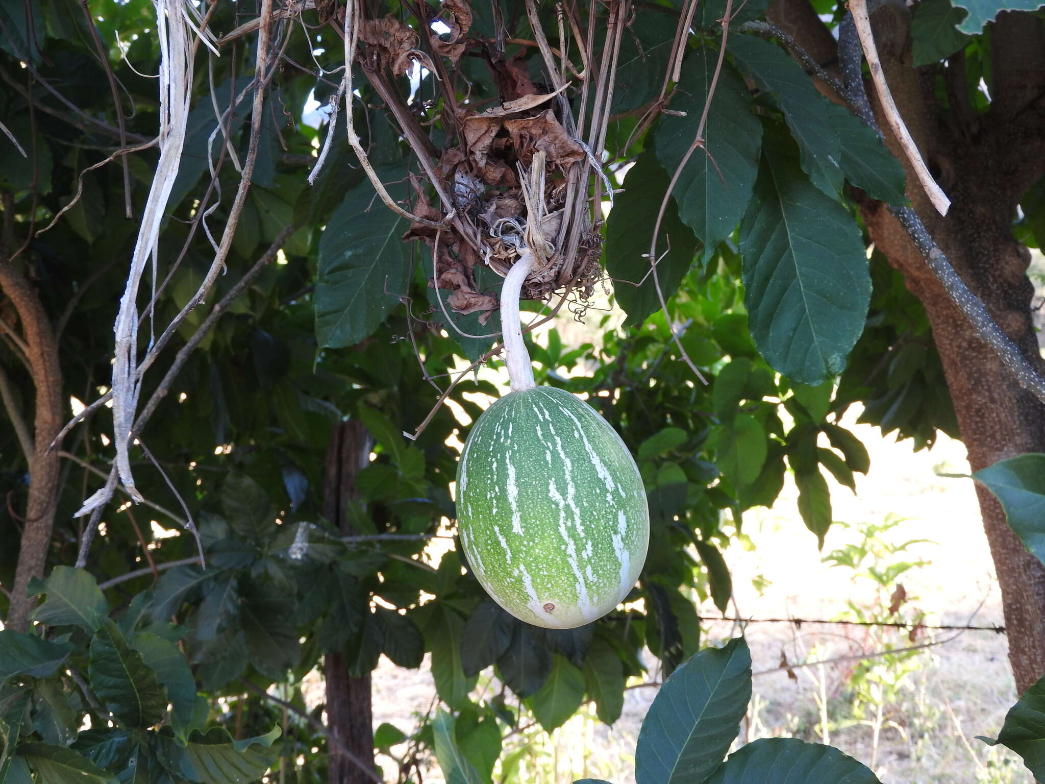 Cucurbita argyrosperma K. Koch resmi