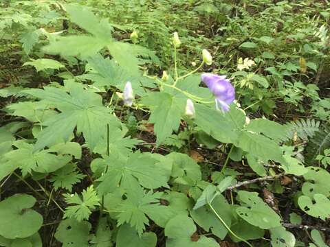 Image of southern blue monkshood