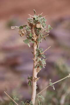 Image of Otostegia