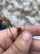 Image of Pine-Barren Beak Sedge