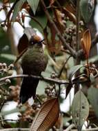 Image of Rainbow-bearded Thornbill