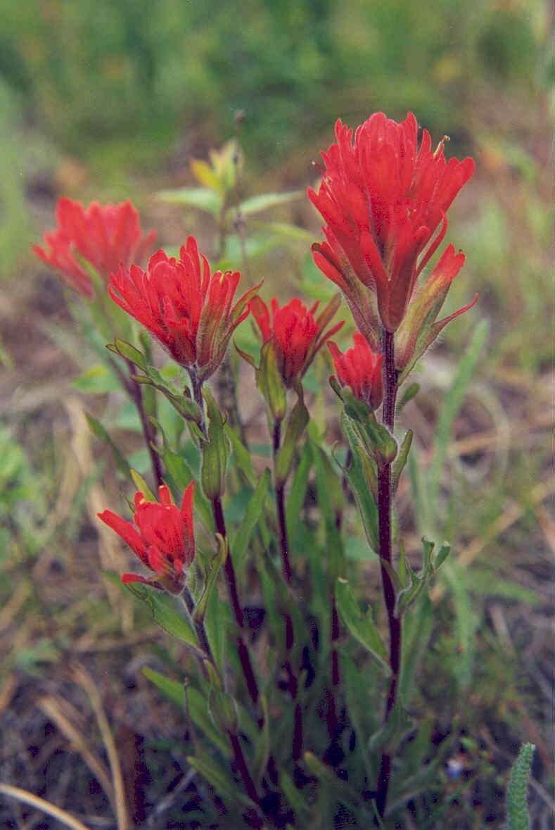 Image of acute Indian paintbrush