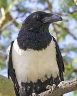 Image of Pied Crow