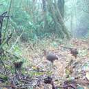 Image of Highland Tinamou