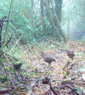 Image of Highland Tinamou