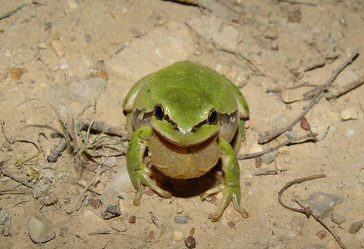 Image of Lemon-yellow tree frog