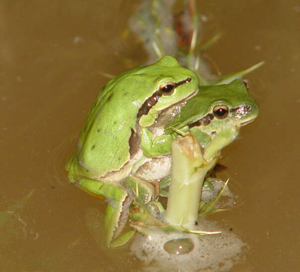 Image of Lemon-yellow tree frog