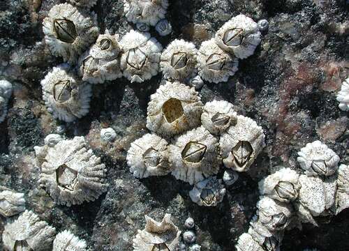 Image of Acorn barnacle