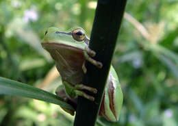 Image of Lemon-yellow tree frog