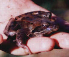 Image of Rana macrocnemis