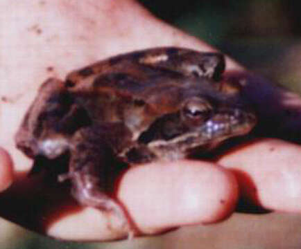 Image of Rana macrocnemis