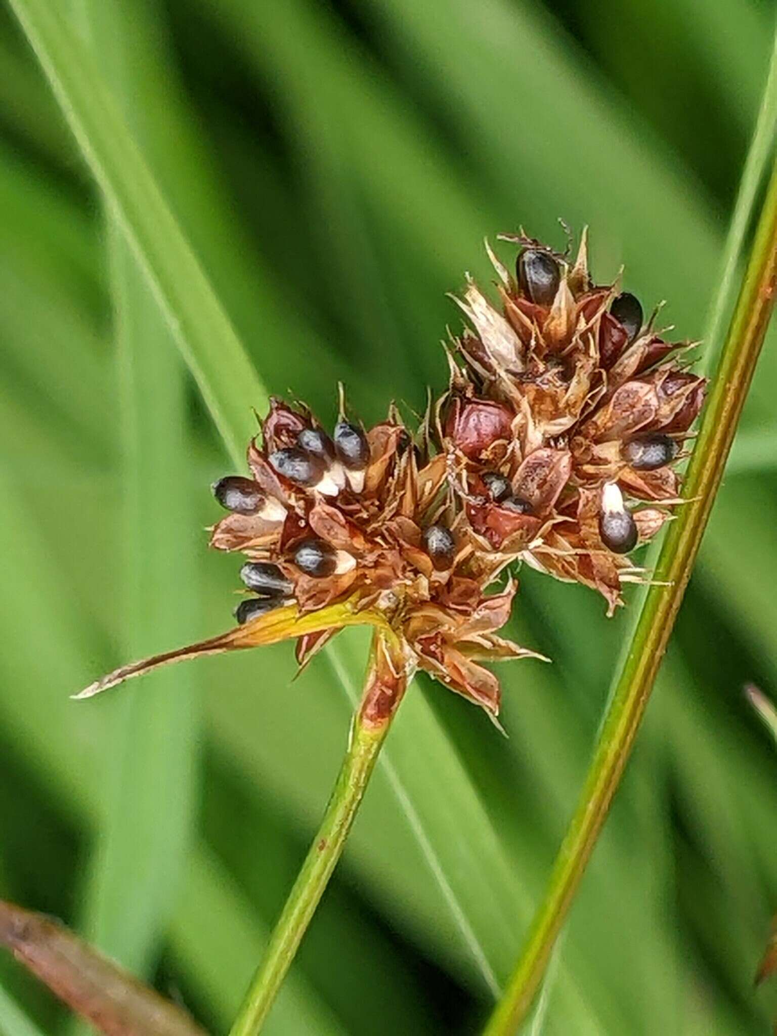 Image of Heath Wood-Rush