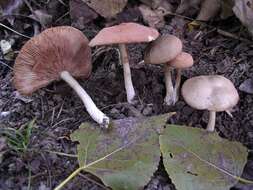 Image of Entoloma rhodopolium (Fr.) P. Kumm. 1871