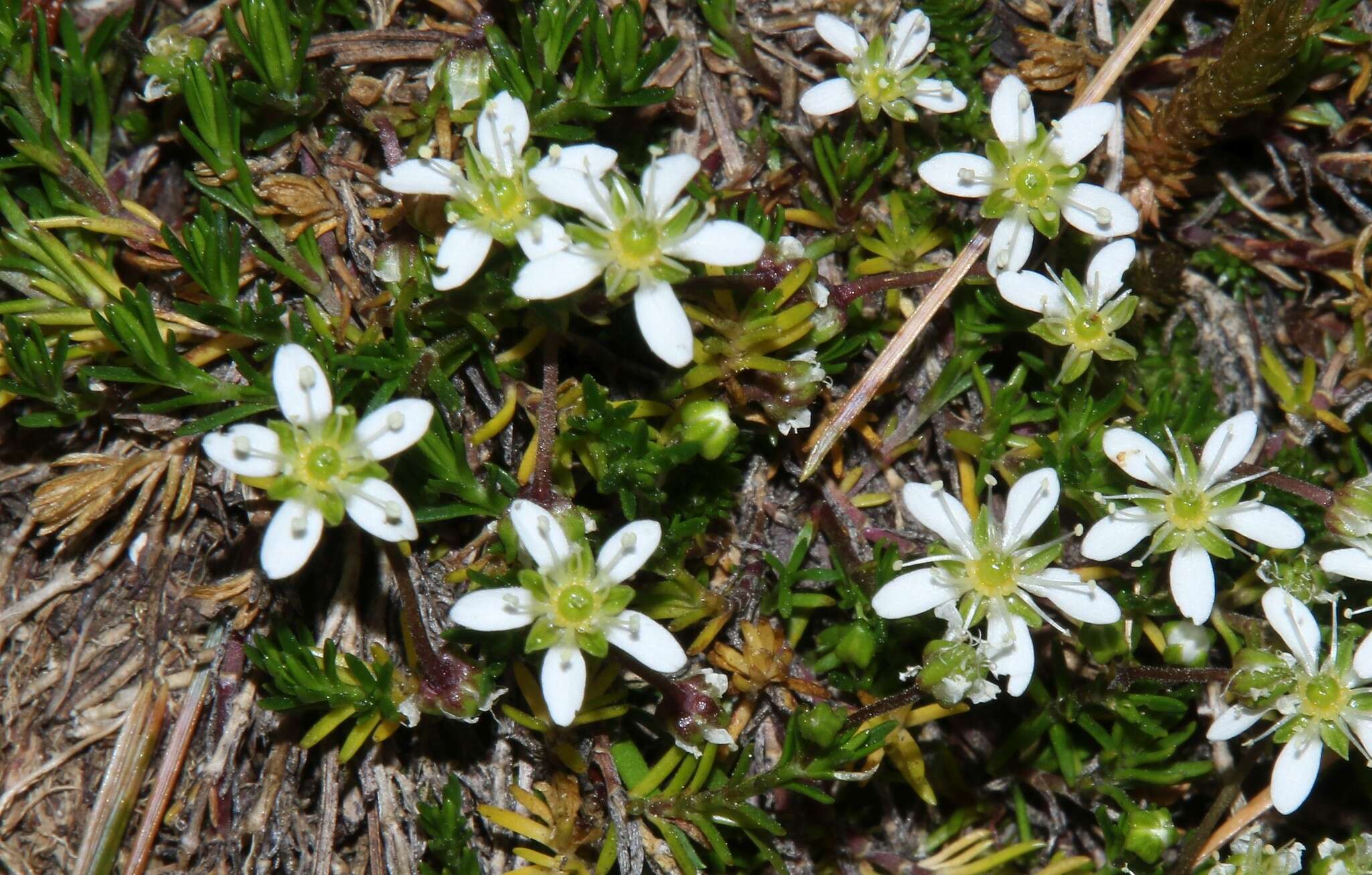 Plancia ëd Moehringia ciliata (Scop.) Dalla Torre