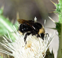 Image de Bombus insularis (Smith 1861)