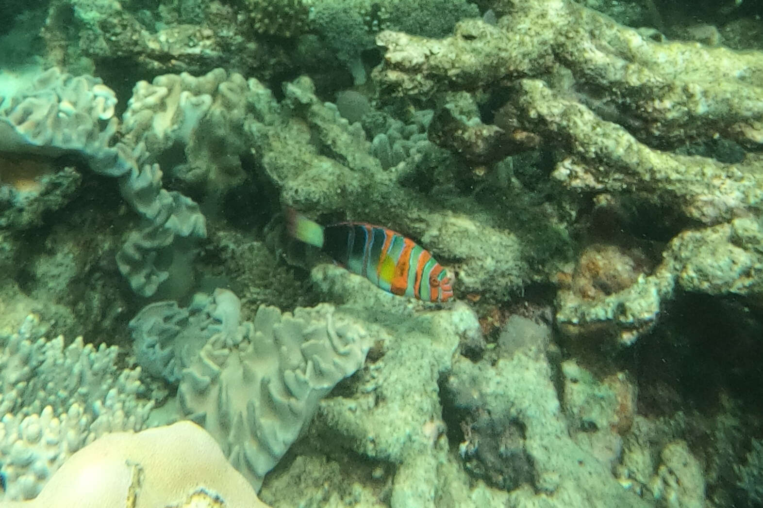 Image of Harlequin Tuskfish