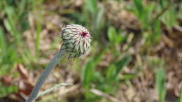 Image of Jurinea mollis (L.) Rchb.