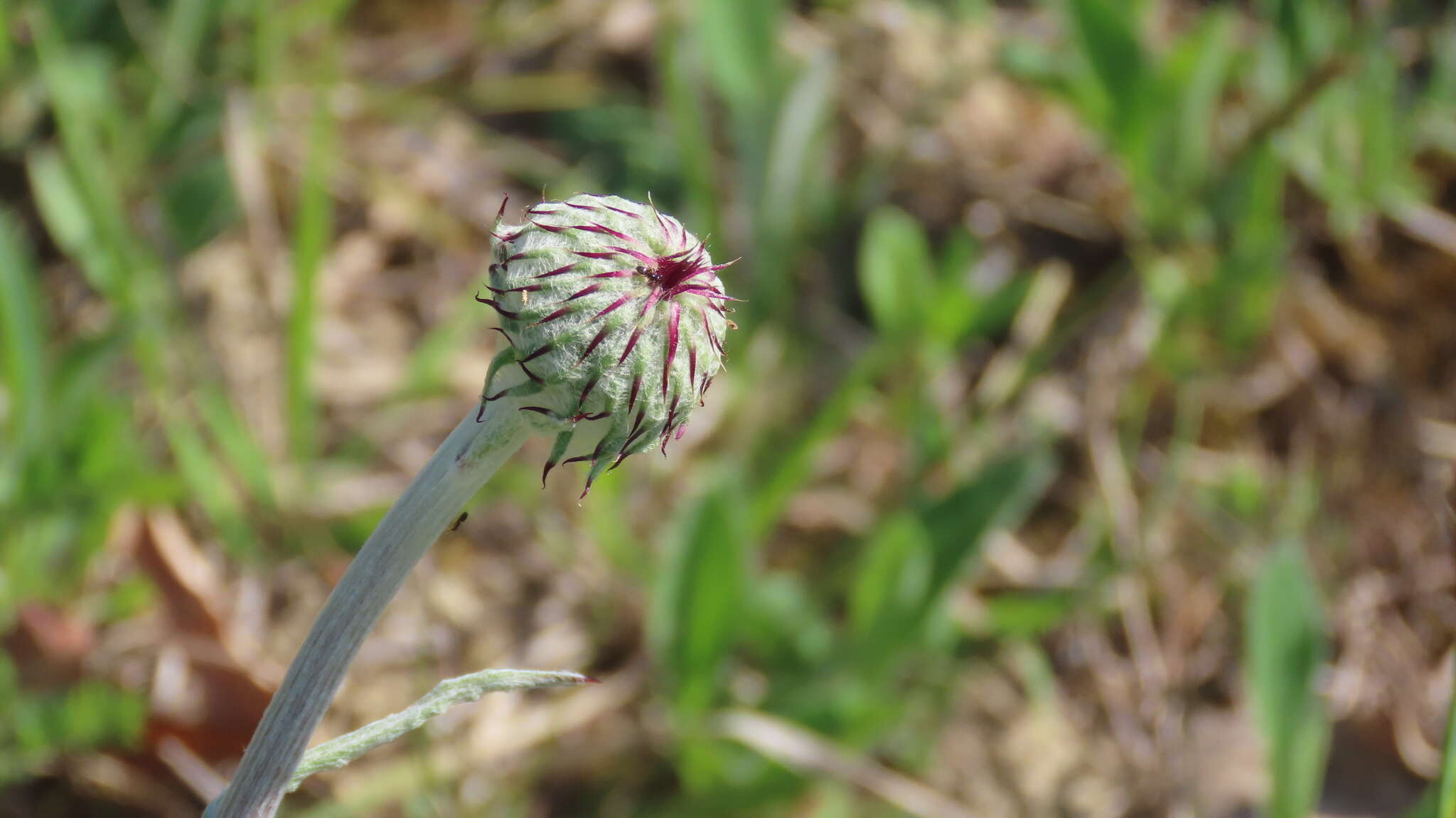 Image of Jurinea mollis (L.) Rchb.