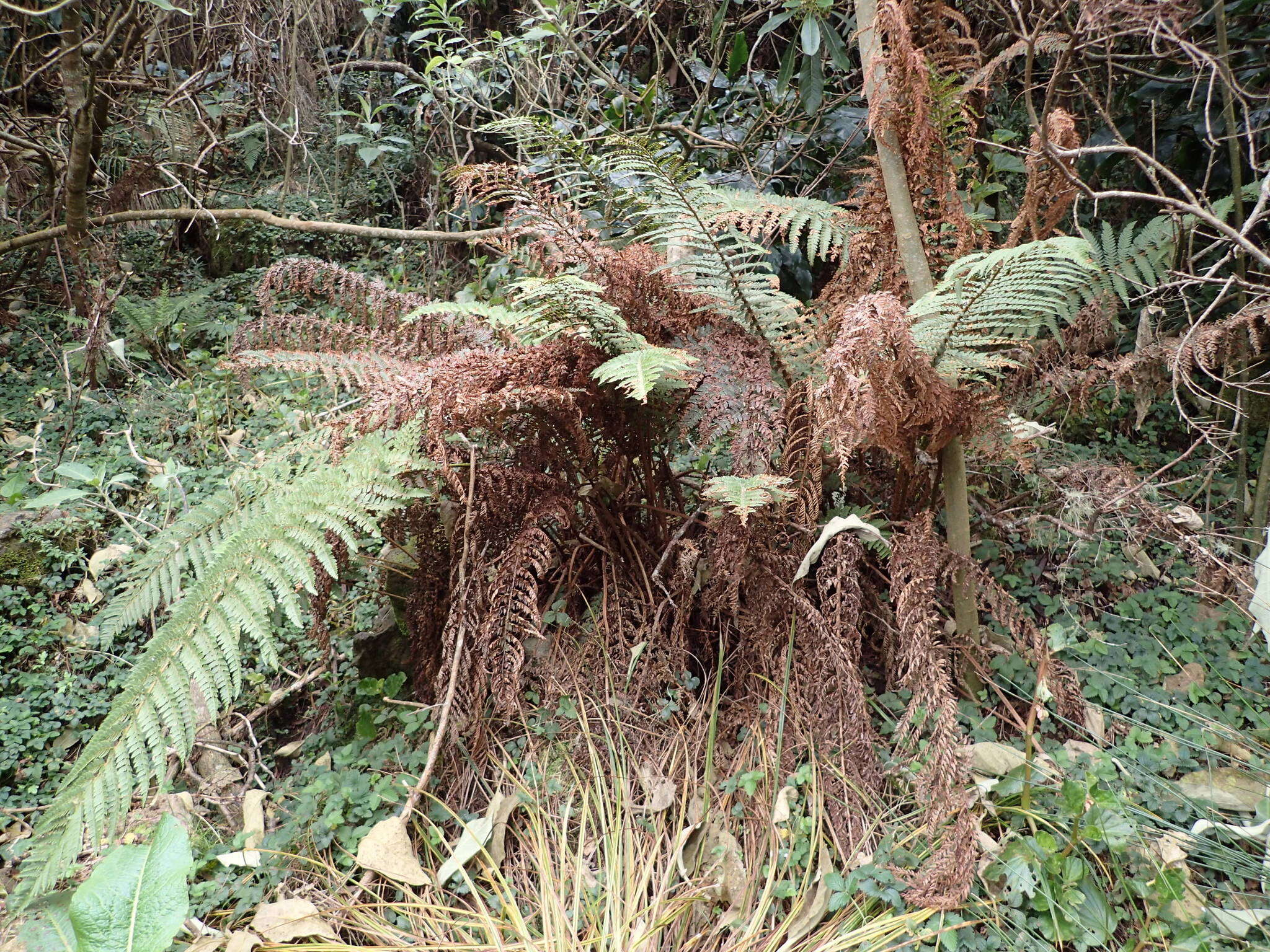 Imagem de Polystichum ammifolium (Desv.) C. Chr.