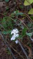 Image of Stevia triflora DC.