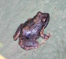 Image of Natal Sand Frog