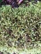 Image of robust rhytidiopsis moss