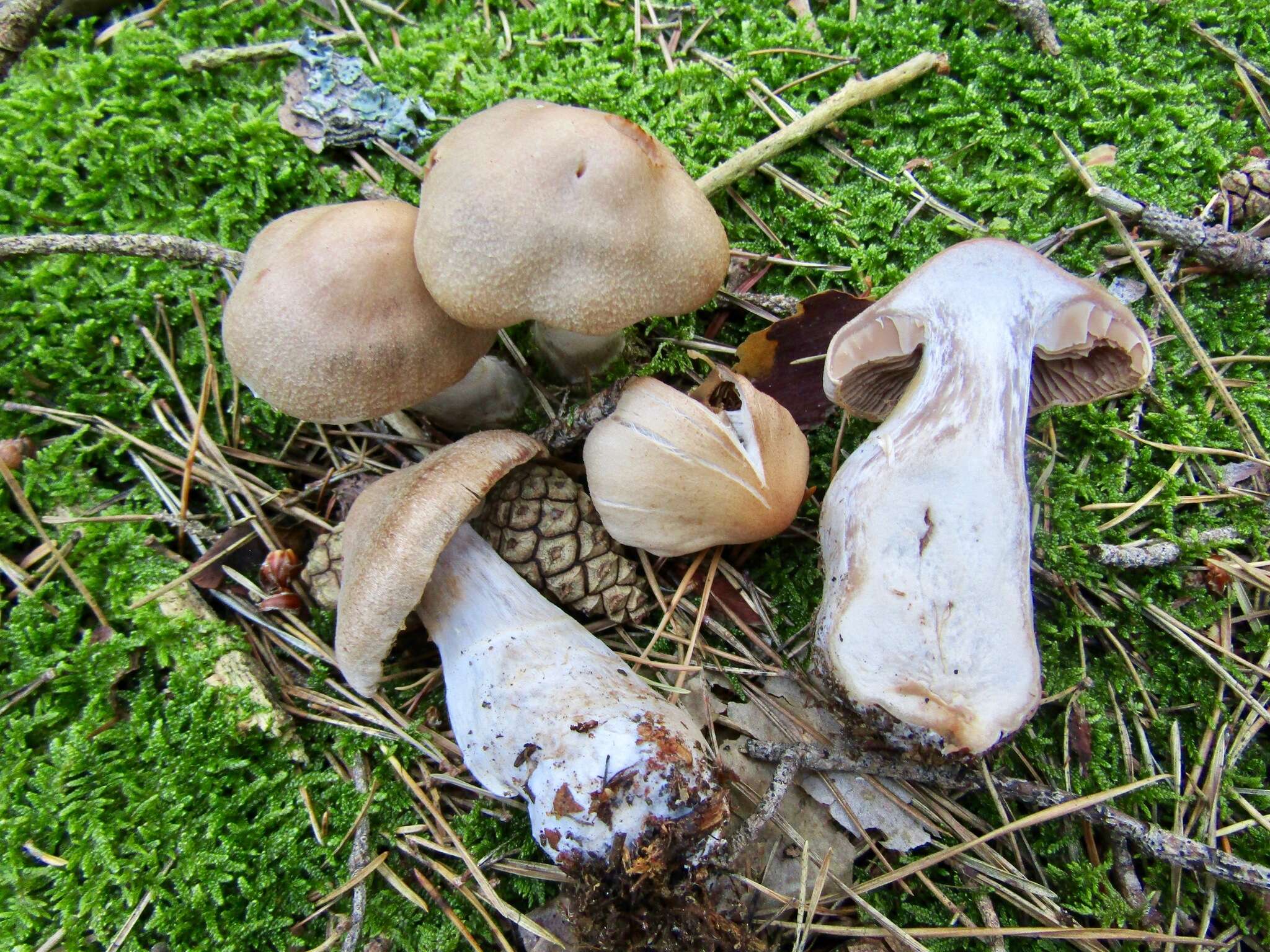 Image of Cortinarius malachius (Fr.) Fr. 1838