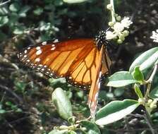 Image of Danaus (Anosia) eresimus subsp. tethys Forbes 1943