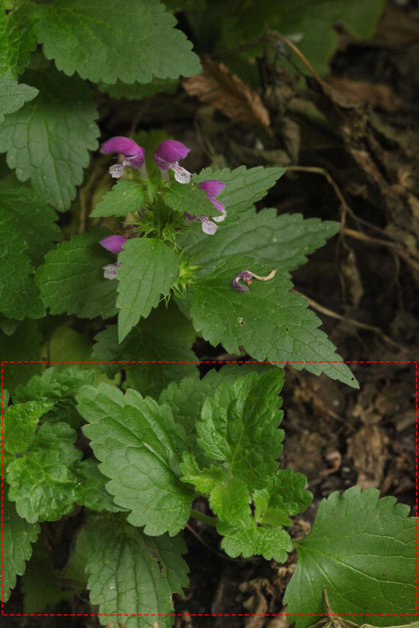 Image de Scrophularia chrysantha Jaub. & Sp.