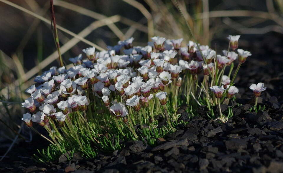 Plancia ëd Cherleria obtusiloba (Rydb.) A. J. Moore & Dillenb.