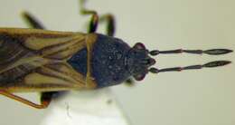 Image of European Chinchbug