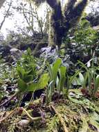 Image de Galanthus woronowii Losinsk.