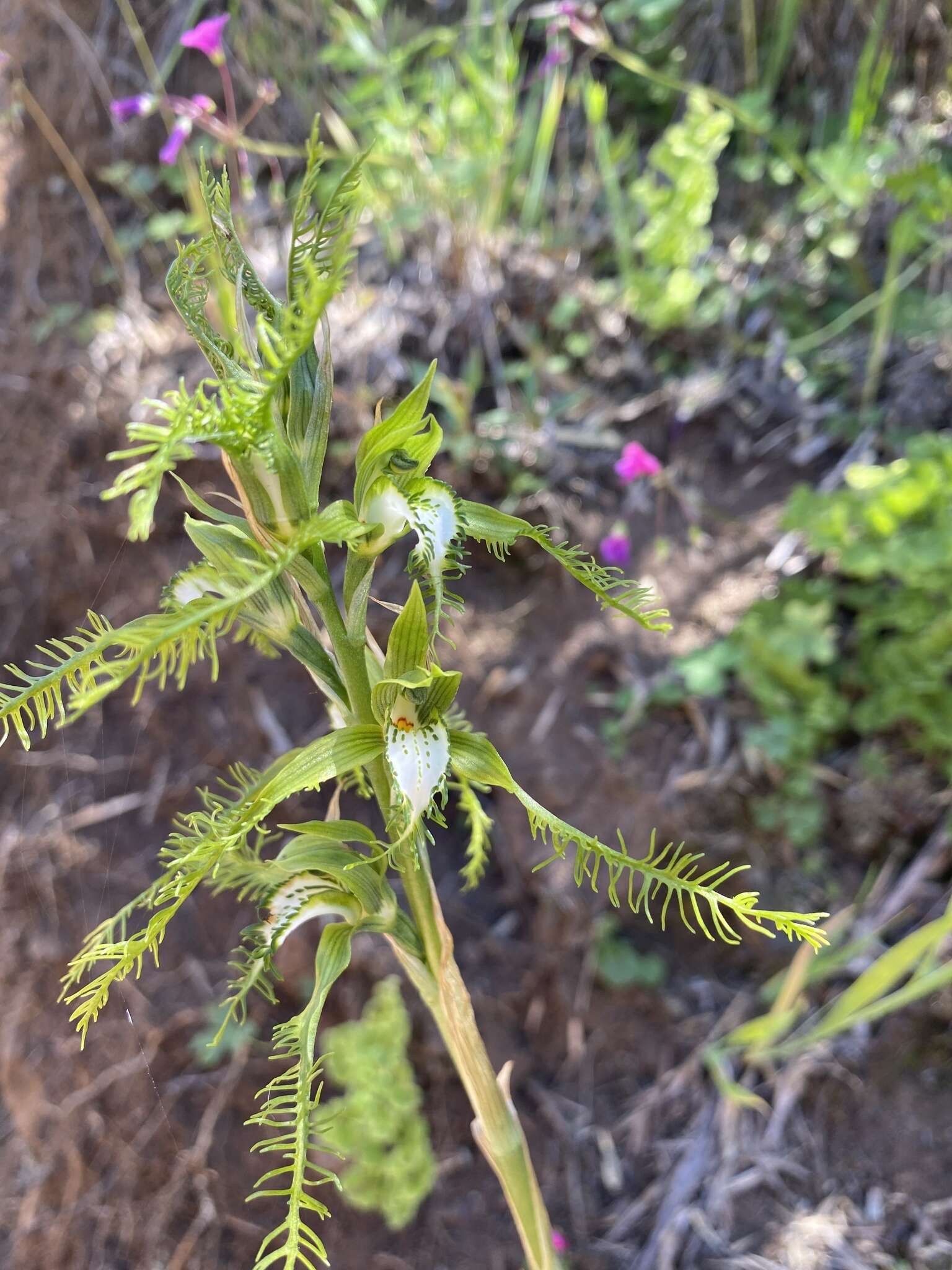 Image of Bipinnula plumosa Lindl.