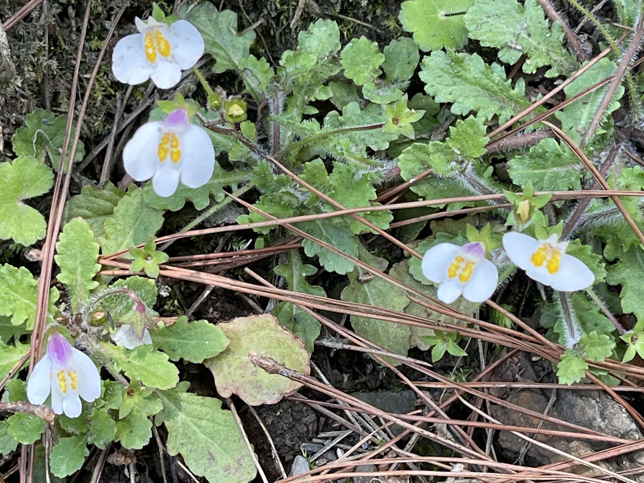 Image of Mazus alpinus Masam.