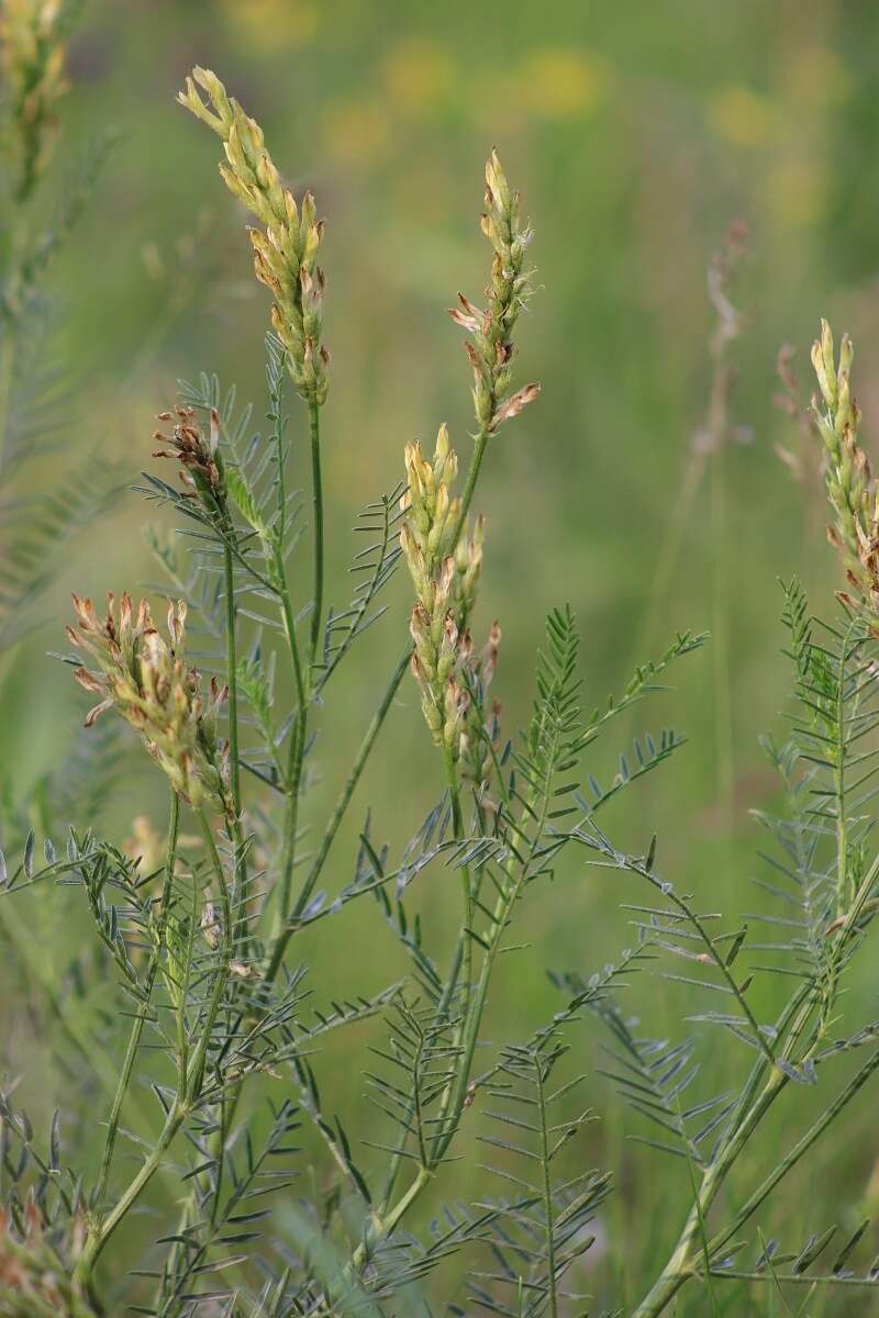 Imagem de Astragalus asper Jacq.