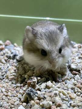 Image of Desert Hamster