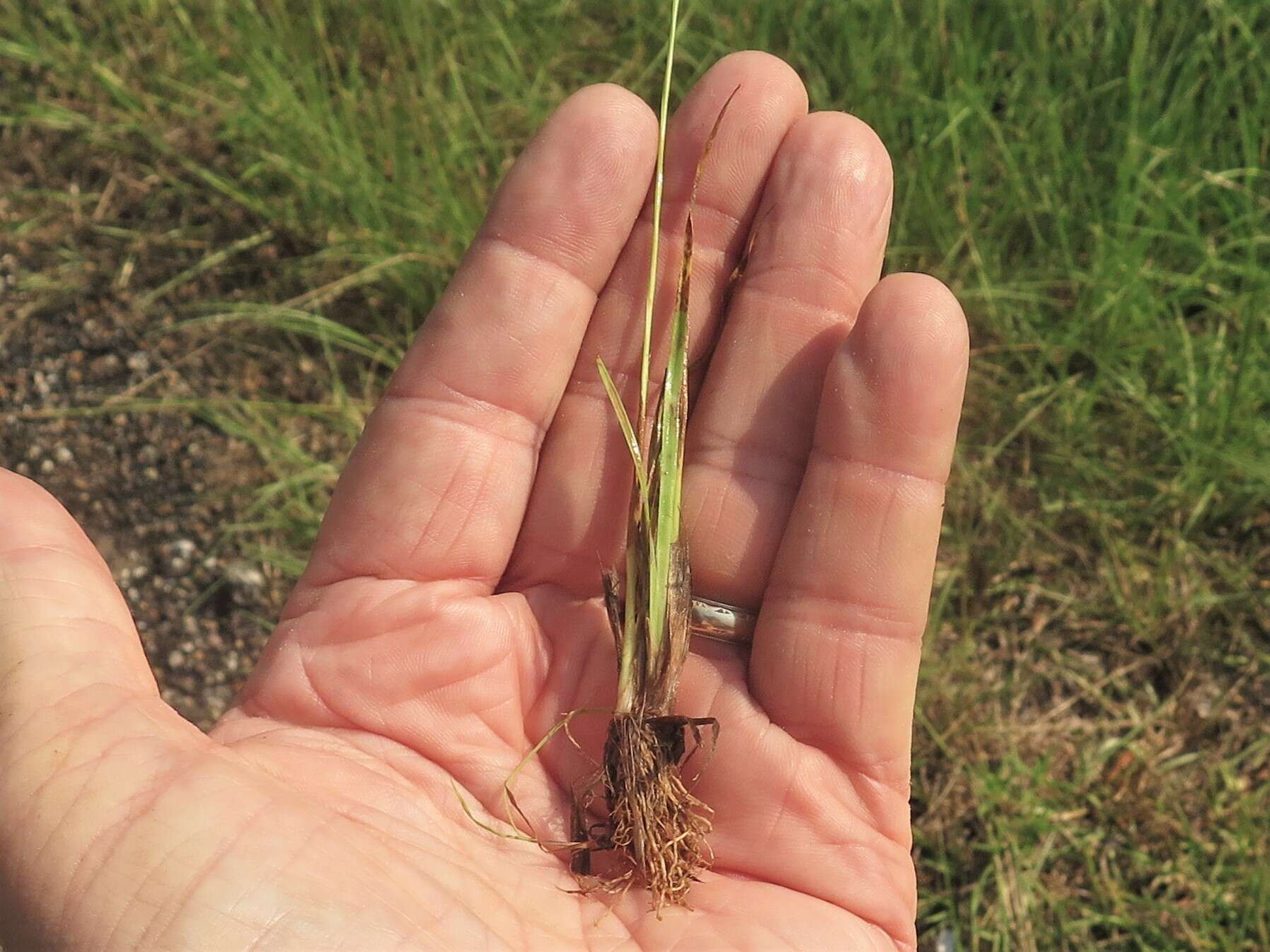 Image of Curtiss' yelloweyed grass