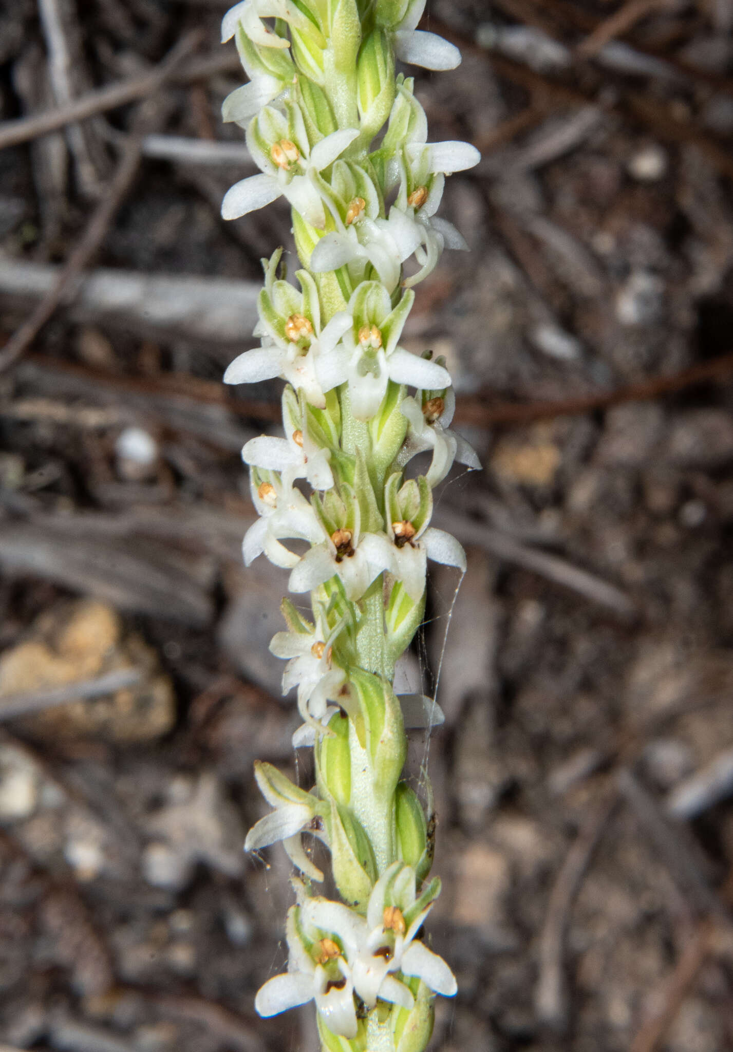 Platanthera yadonii (Rand. Morgan & Ackerman) R. M. Bateman resmi